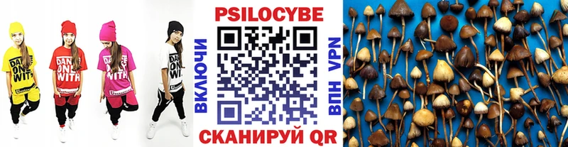 дарнет шоп  Таштагол  Псилоцибиновые грибы мицелий 